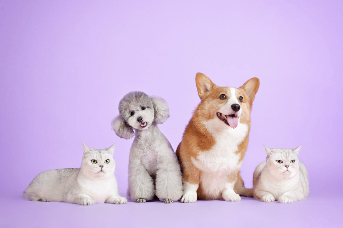 PIMP MY PET Negozio di toelettatura professionale e di prodotti naturali ed ecosostenibili per cani